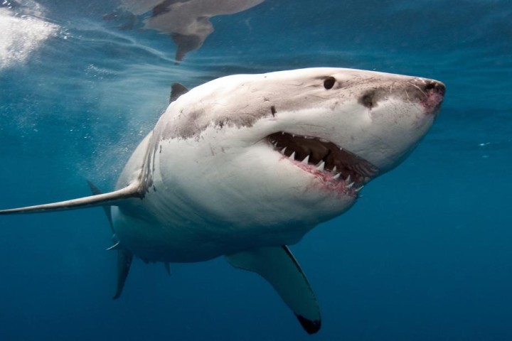 Les requins blancs forcés de changer d’habitat à cause du réchauffement climatique